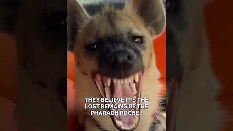 HYENA